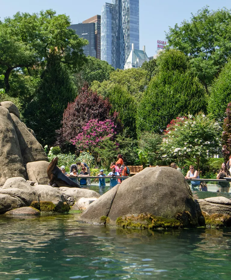 Central Park Zoo sea lion pool